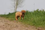 TOSA INU 381